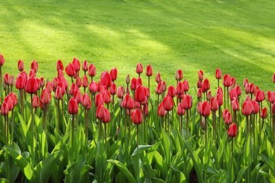 Tulips - A nice lawn no weeds
