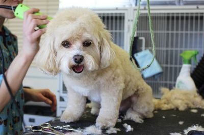 dog getting fur clipped