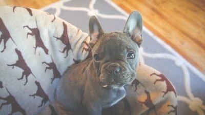 French bulldog