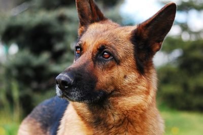 German Shepherd