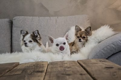 Chihuahuas